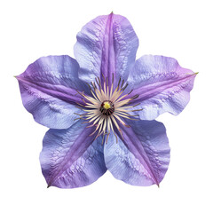 Poster - Beautiful clematis flower flat lay, top view with vibrant purple petals and delicate green leaves cascading gracefully.