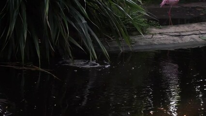 4K recording
Great white pelican (Pelecanus onocrotalus). Pelecanus onocrotalus - resting on a dead tree above the water.