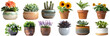 © pawimon - Blooming Plants in Ceramic, Terracotta, and Glass Pots cut out dicut PNG on transparent in Light Studio