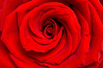 a beautiful red rose close-up