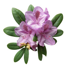 Canvas Print - Beautiful rhododendron flower flat lay, top view with vibrant colors and intricate details.