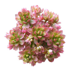 Poster - Beautiful sedum flower flat lay, top view