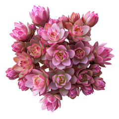 Poster - Gorgeous sedum flower flat lay, from a top view angle showing its beauty.