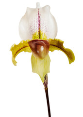 Sticker - Close up of white Cymbidium Orchid transparent png