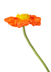 Poster - Red poppy flower transparent png