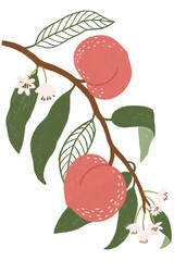 Poster - Hand drawn peach design resource transparent png