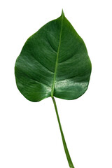 Poster - Philodendron monstera leaf element transparent png