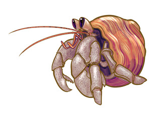 Poster - Hermit crab  png illustration sticker, transparent background