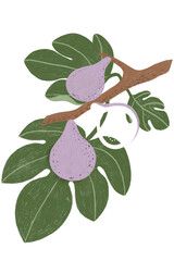 Sticker - Hand drawn fig design resource transparent png