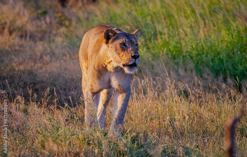 The lions (Panthera leo) are one of the most important parts of African ...