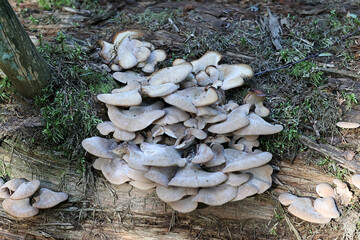 Wall Mural - Lentinellus ursinus, commonly called the Bear Lentinus, wild mushroom from Finland