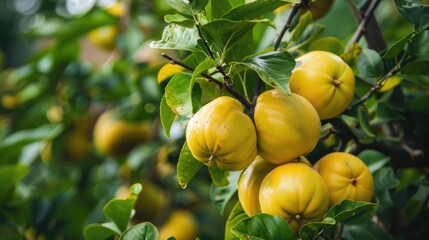 Wall Mural - Quince tree with green yellow fruit