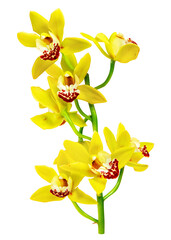 Poster - PNG Yellow flowers, collage element, transparent background