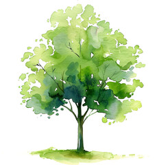 Poster - Watercolor green tree isolated on transparent background. PNG