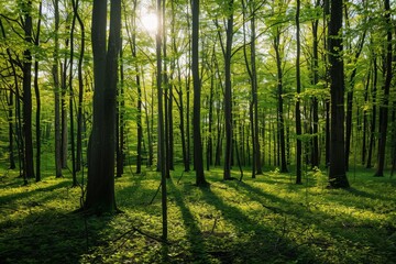  Sunlit Forest Landscape