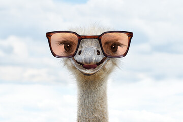 Wall Mural - Portrait of a funny ostrich in sunglasses against the sky