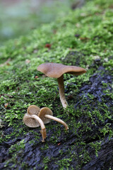 Wall Mural - Simocybe centunculus, commonly known as dingy twiglet, wild mushroom from Finland