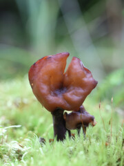 Wall Mural - Gyromitra infula, commonly known as the hooded false morel or the elfin saddle, wild fungus from Finland