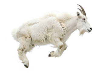 Wall Mural - A mountain goat mid-leap, captured against a white background