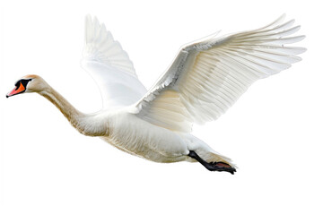 A swan gliding gracefully, wings extended, isolated on white
