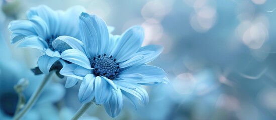 Canvas Print - Blue flower background with ample copy space image.