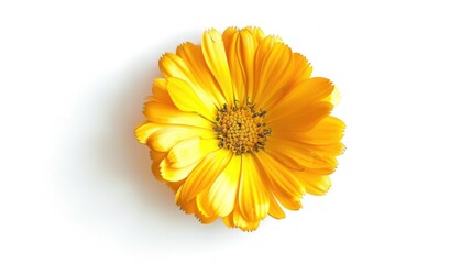 Wall Mural - Isolated Calendula flower on white background with space for text top view