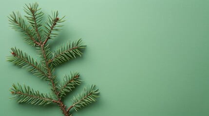 Canvas Print - Spruce branch isolated on green background with copy space