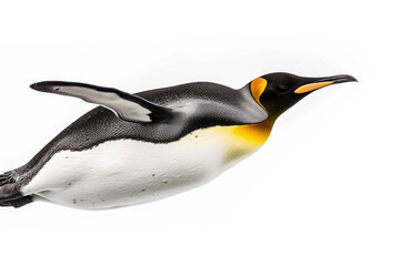Wall Mural - A king penguin mid-dive, sleek body streamlined, isolated on white