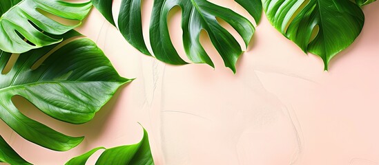 Wall Mural - Top view image of a Monstera leaf model on a pastel background, with space for adding additional elements within the picture.