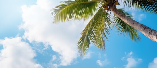 Poster - Detailed close-up view of a coconut tree against a backdrop of clouds in the sky, ideal for a copy space image.