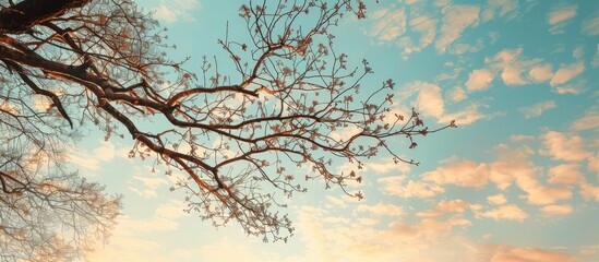 Poster - Capture tree branches framed against a sky backdrop with copy space image.