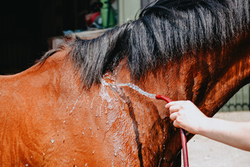 Wall Mural - Horse being hosed off with water