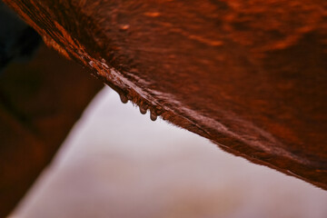 Wall Mural - Drops of water on horse his belly after being washed during summer