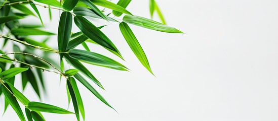 Leinwandbilder - Bamboo leaves on a white backdrop with copy space image.