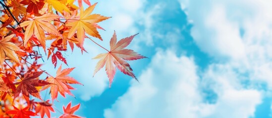 Wall Mural - Copy space image featuring maple leaves in shades of red and yellow contrasted against a blue sky with clouds during autumn.