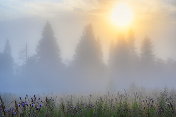 Summer nature in the countryside. Amazing sunrise over the forest and glade. Beautiful golden lighting. Morning fog. Misty landscape. Trees in the fog. Scenic foggy rural scape. Natural background.