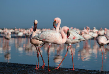 Wall Mural - African wild birds. A flock of great flamingos on the blue lagoon against the bright sky