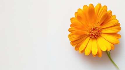 Wall Mural - Isolated Calendula flower on white background with space for text top view