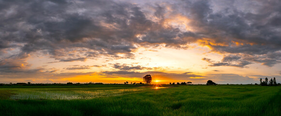 Wall Mural - panorama silhouette tree with sunset.tree silhouetted against a setting sun.beautiful clouds,sunligh
