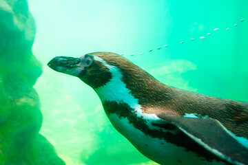 A close up of a penguin swimming in a pool at a zoo