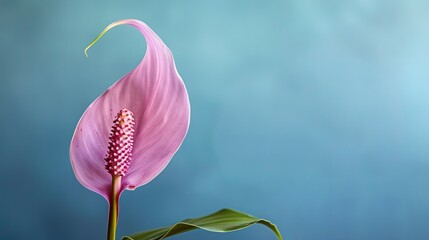 Poster - Purple spathiphyllum flower against blue backdrop