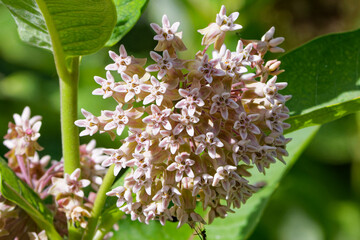 Canvas Print - Common Milkweed (Asclepias syriaca ) Whole plant with flowers. In the northeast and midwest, it is among the most important food plants for monarch caterpillars (Danaus plexippus).