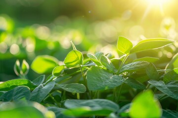 Poster - Green soybean plants at farm field