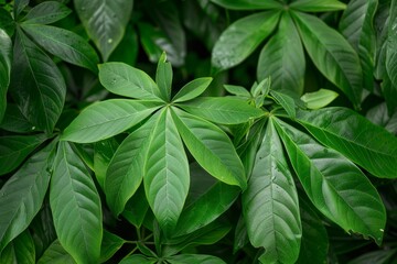 Wall Mural - Heart shaped green leaves from the cassava plant used in Southeast Asian cuisine adding flavor and nutrients to meals