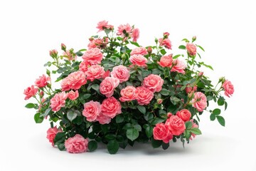 Wall Mural - bush of rose flowers on white background