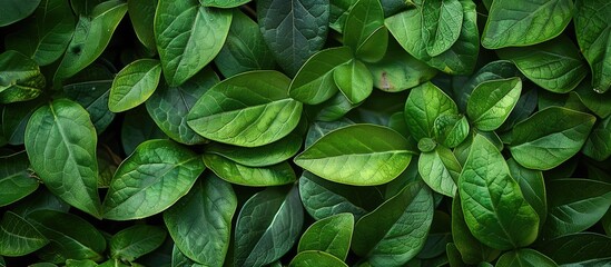 Leinwandbilder - Background of green leaves with copy space image.