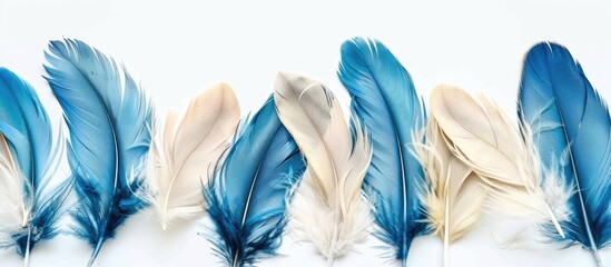 Aufkleber - Blue and beige feathers isolated on white backdrop with room for copy space image.