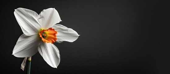 Poster - White daffodil on a black background, creating contrast with copy space image.