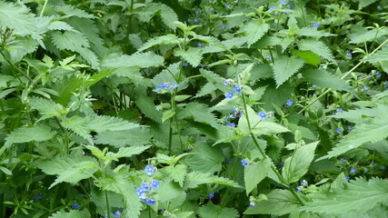 leaves in the garden