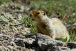 © Lukas - Arctic squirrel i Denali national park